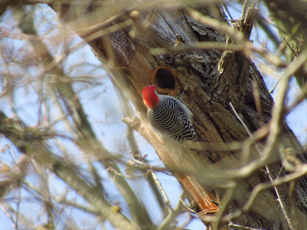 Red-bellied Woodpecker - ML620340758