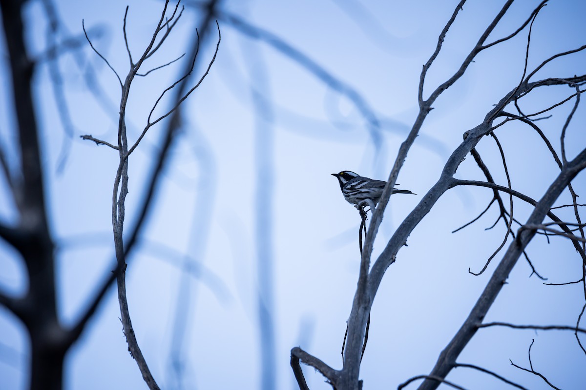 Black-throated Gray Warbler - ML620340759