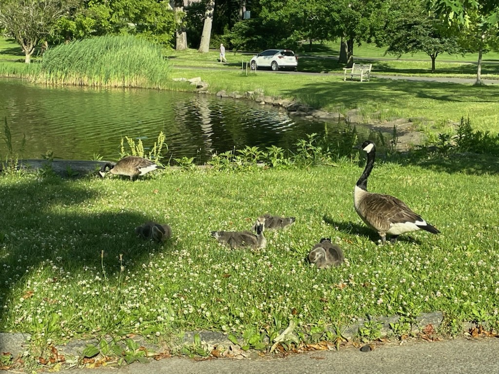 Canada Goose - ML620340760