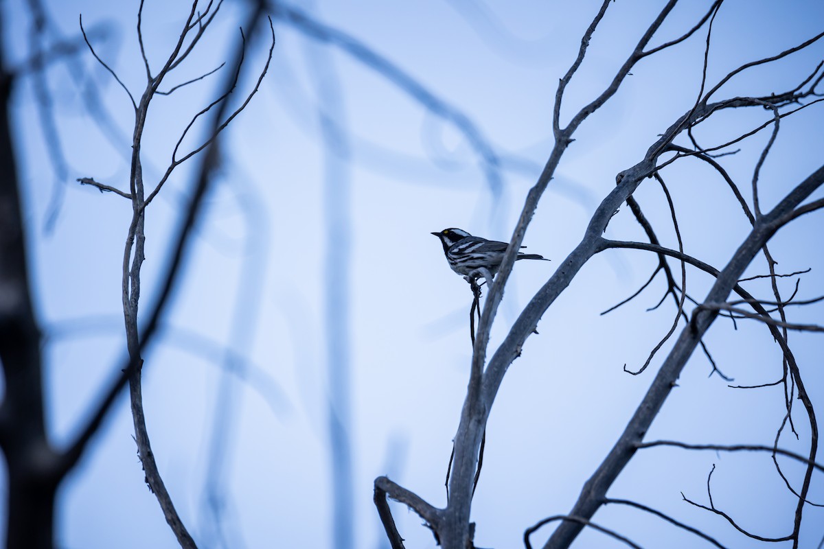 Black-throated Gray Warbler - ML620340761