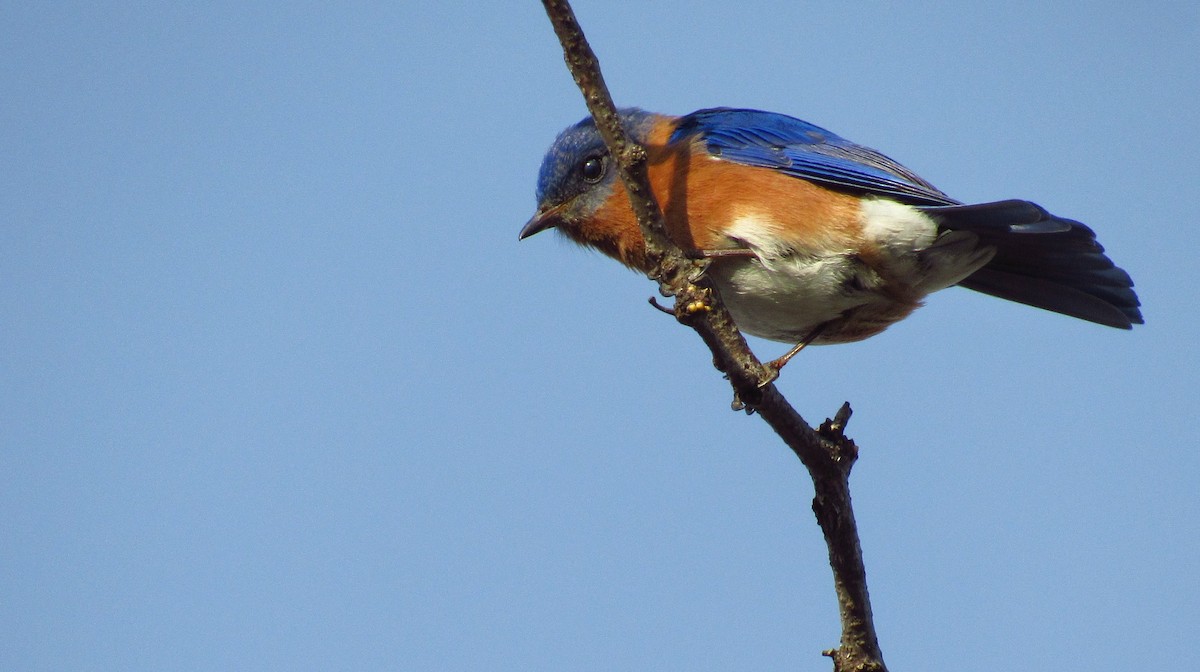 Eastern Bluebird - ML620340764