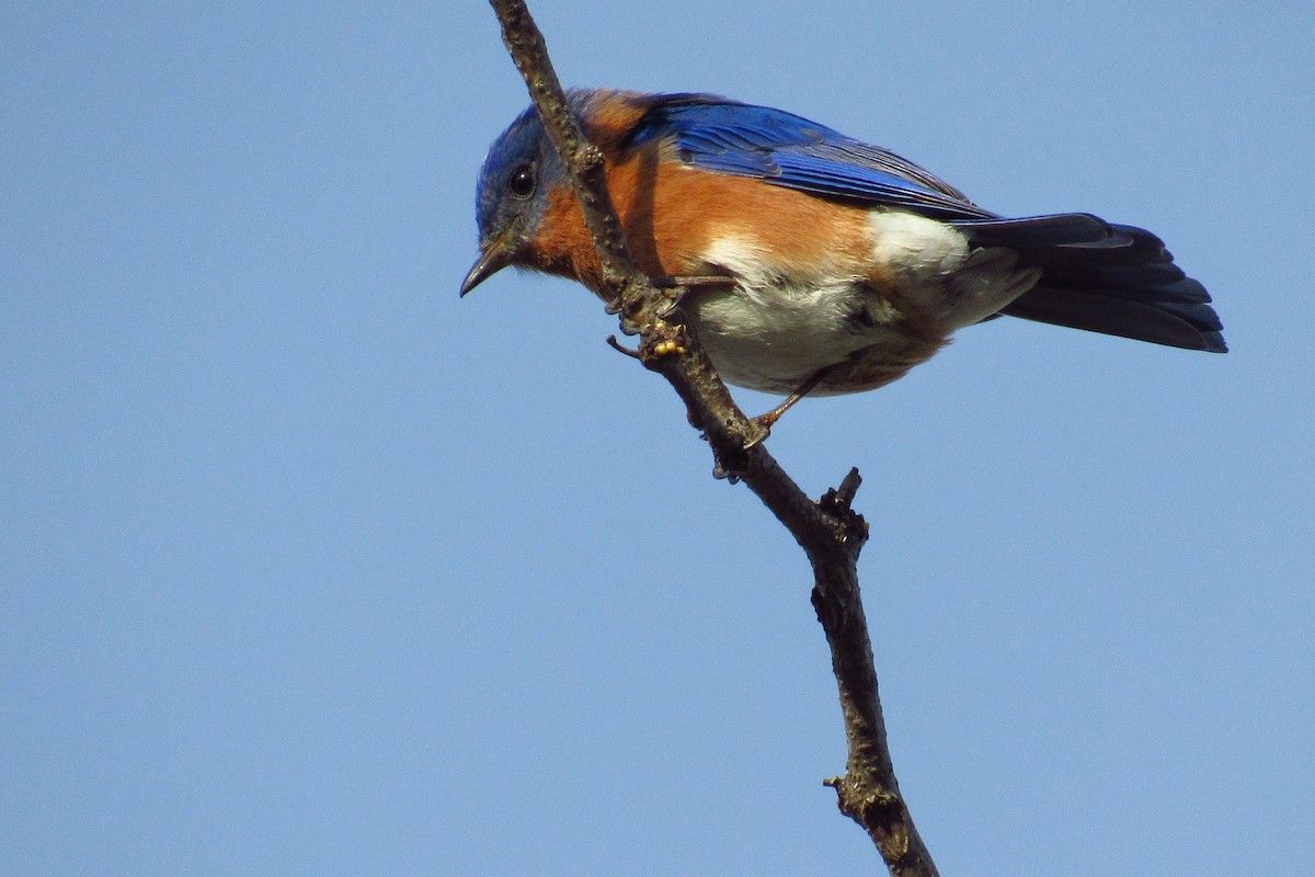 Eastern Bluebird - ML620340765