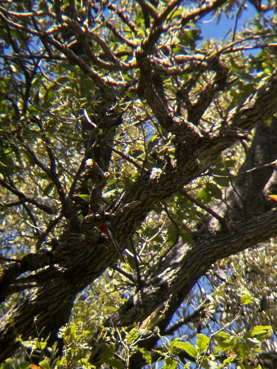 Elegant Trogon (Coppery-tailed) - ML620340774