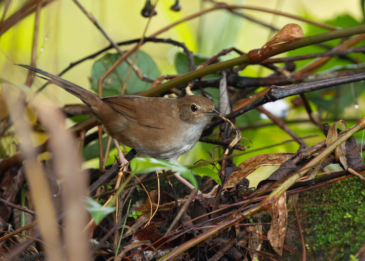 Russet Bush Warbler - Ayuwat Jearwattanakanok