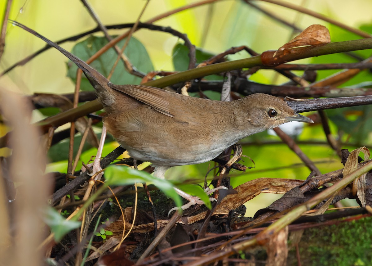 Russet Bush Warbler - ML620340780