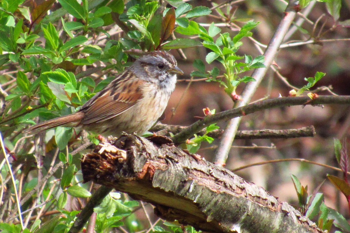 Swamp Sparrow - ML620340785