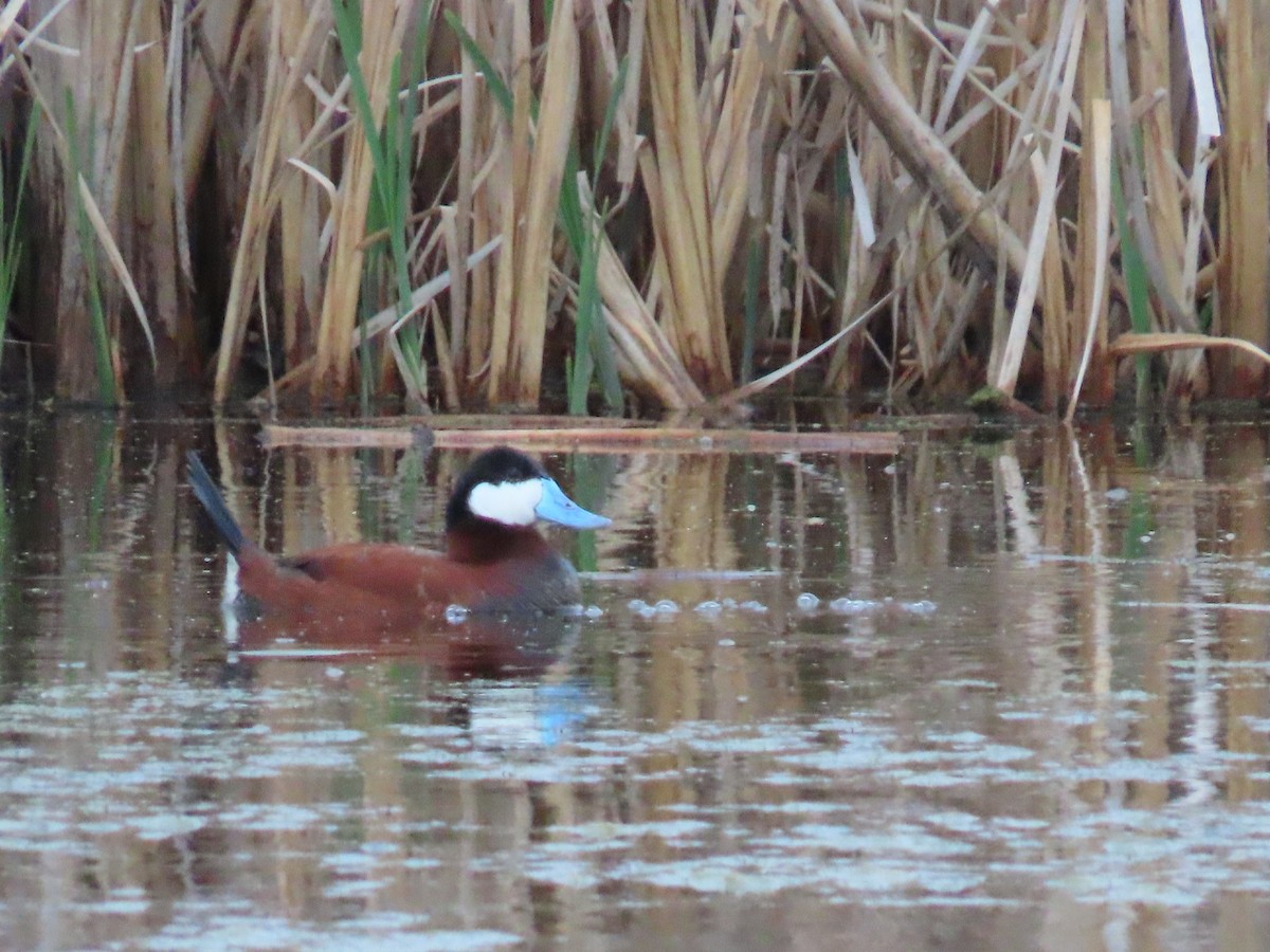 Ruddy Duck - ML620340787