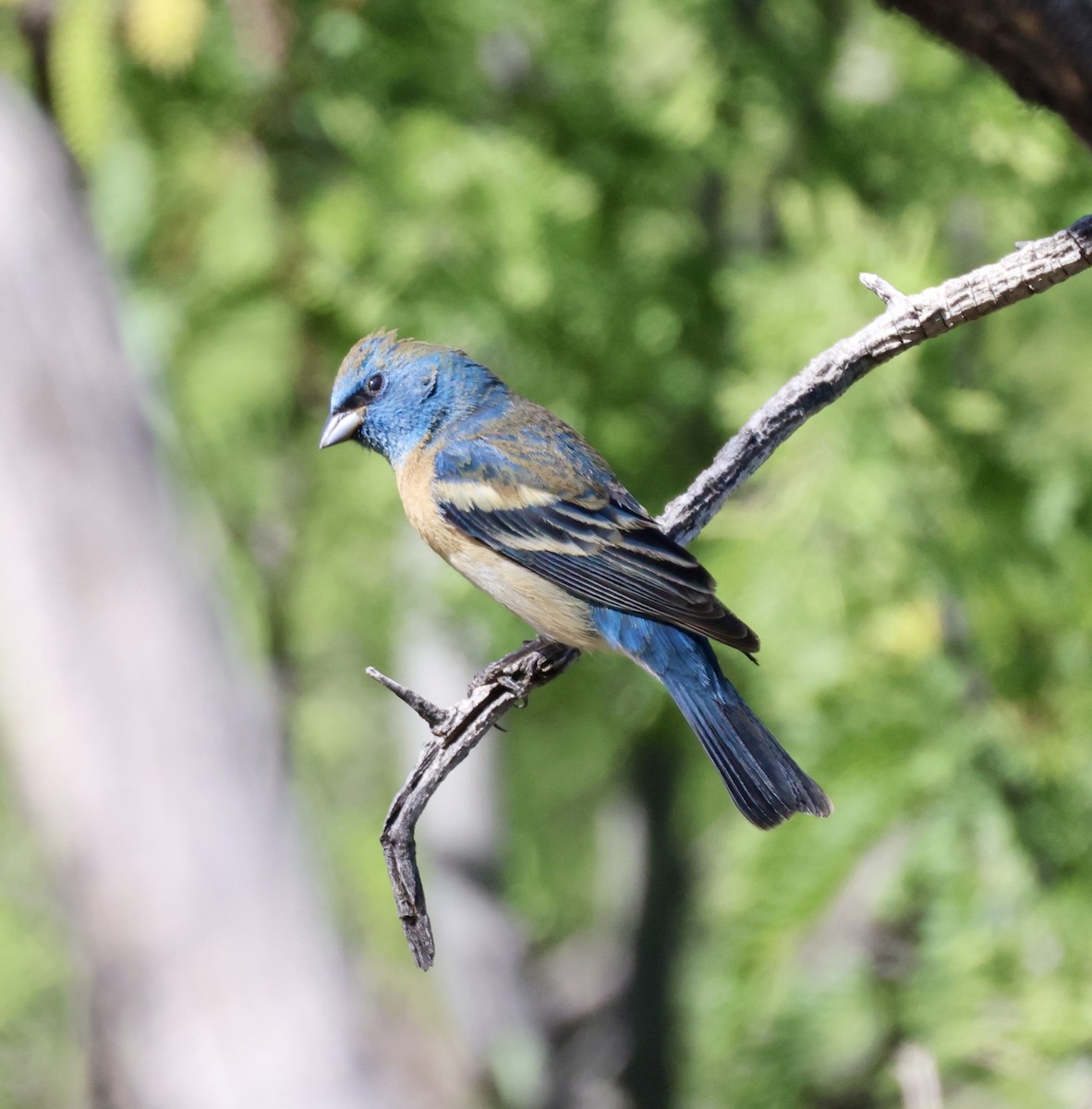 Lazuli Bunting - ML620340790