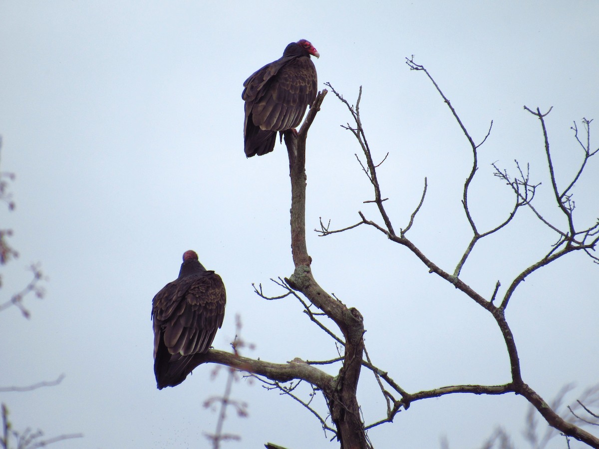 Turkey Vulture - Eric Walther