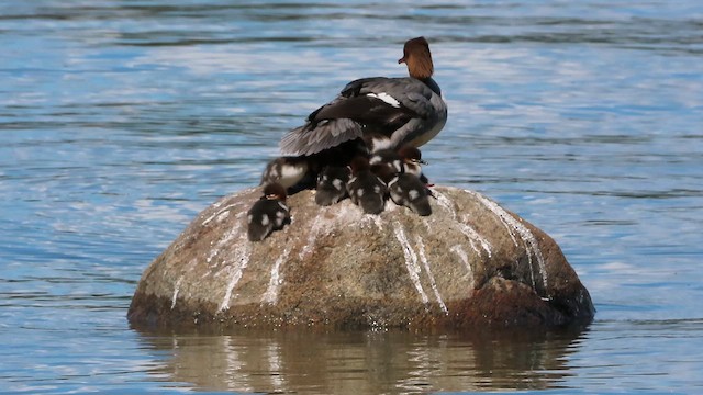 Common Merganser - ML620340807