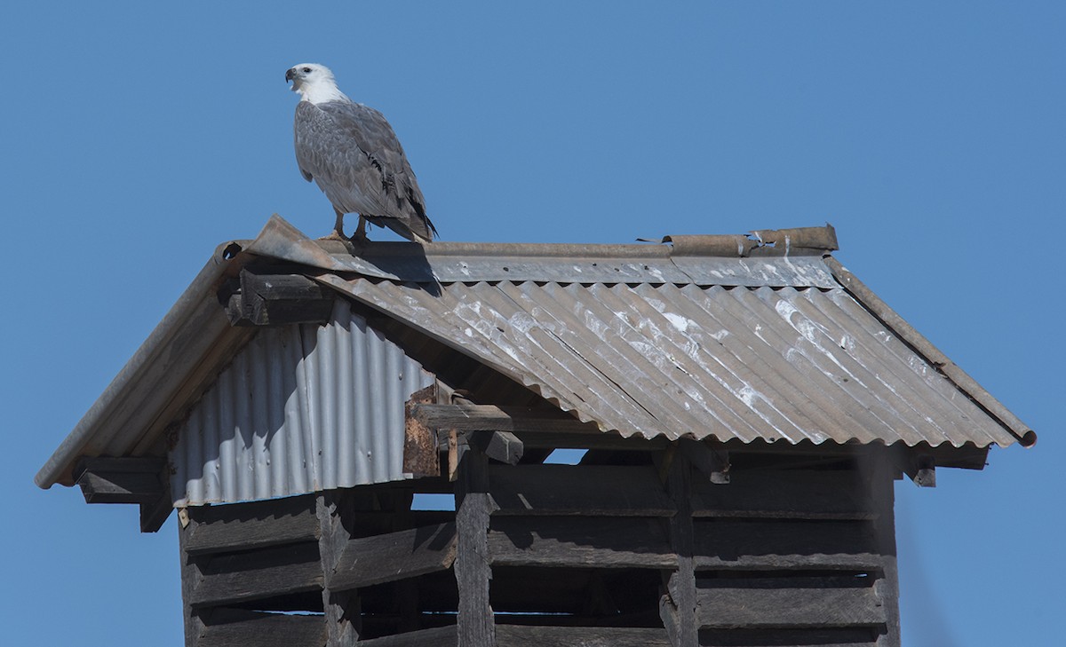 White-bellied Sea-Eagle - Geoff Hutchinson