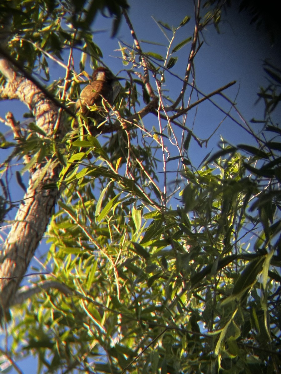 Arizona Woodpecker - ML620340813