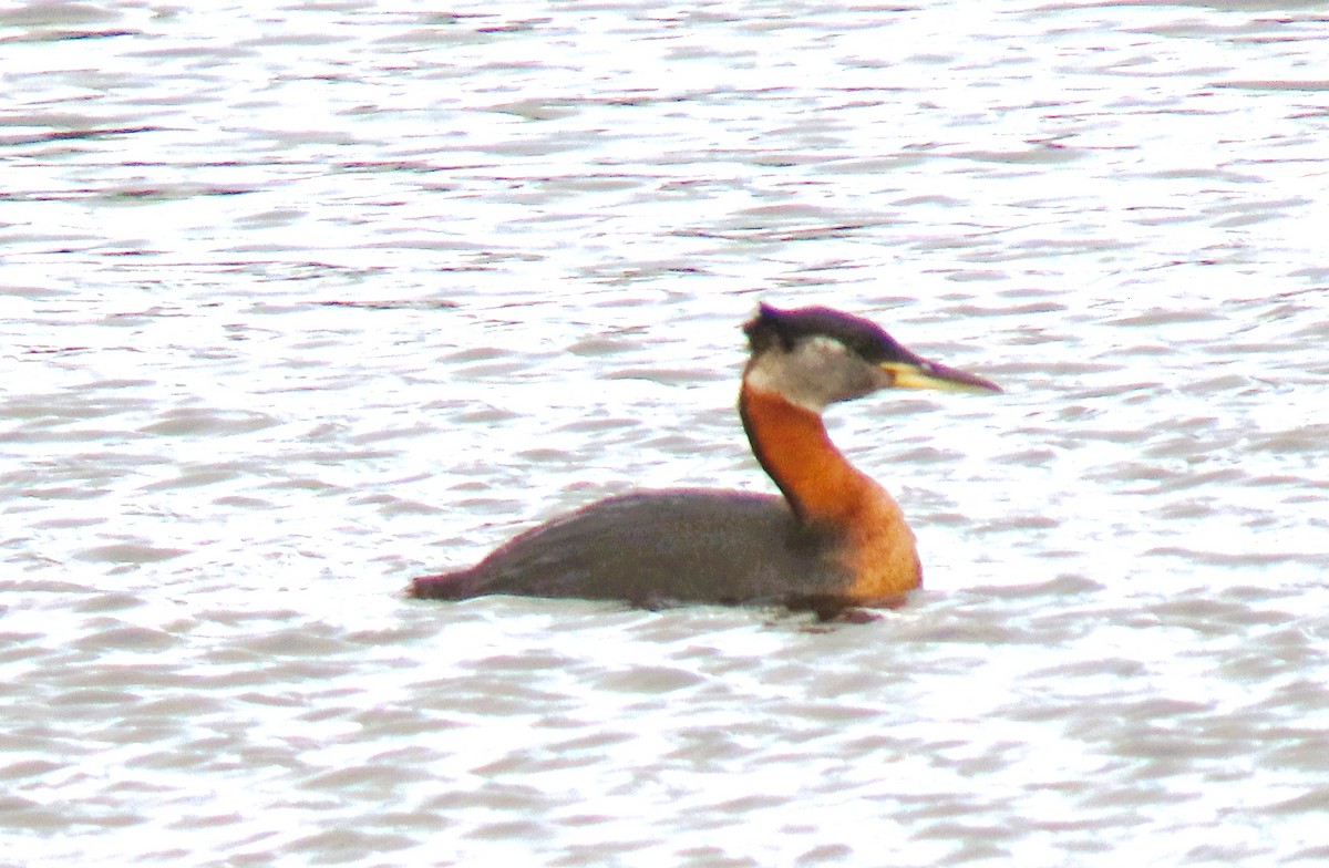 Red-necked Grebe - ML620340816