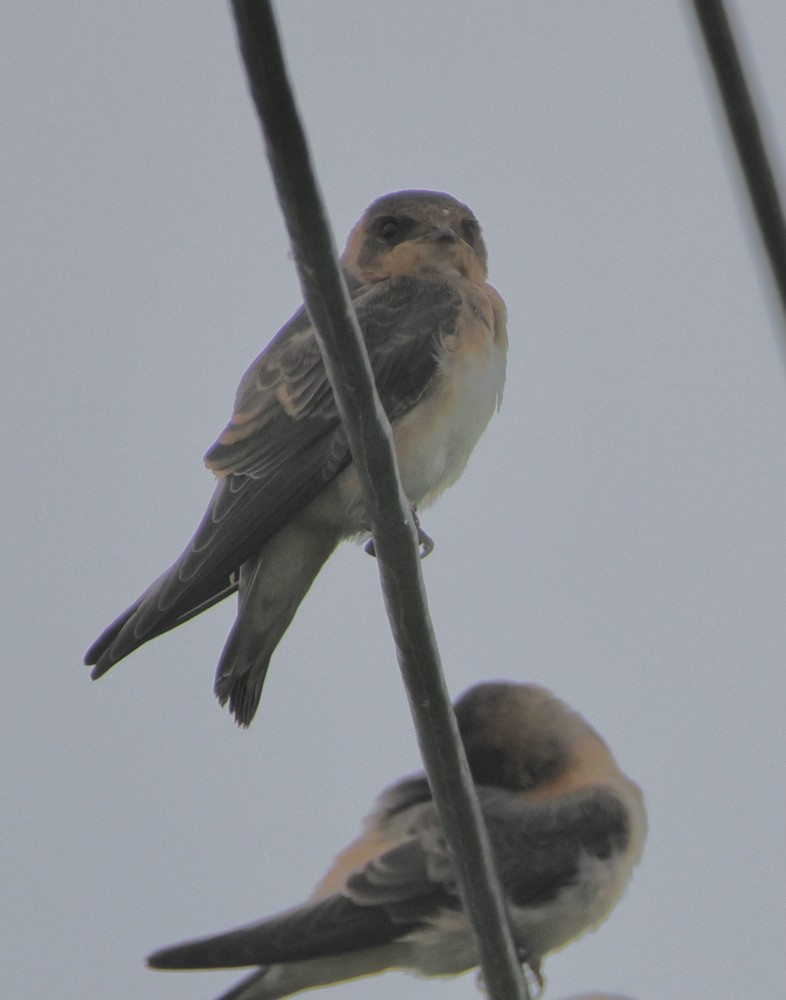 Cave Swallow - ML620340821