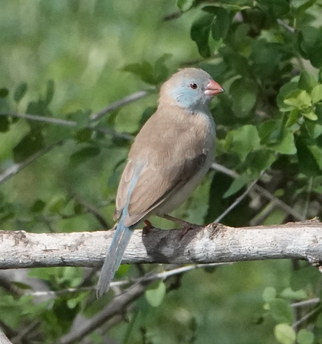 Cordonbleu cyanocéphale - ML620340822