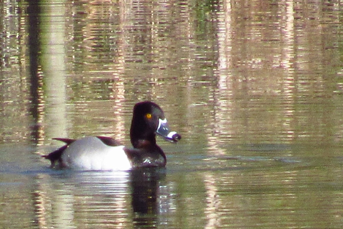 Ring-necked Duck - ML620340824