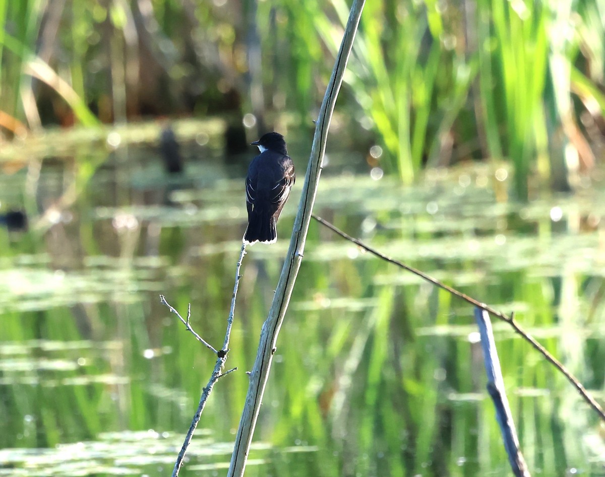 Eastern Kingbird - ML620340826