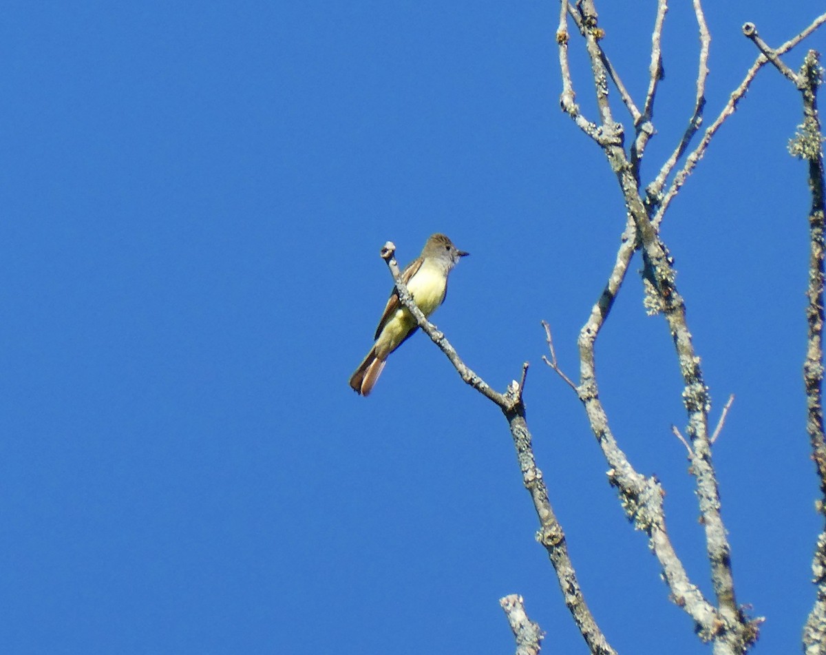 Great Crested Flycatcher - ML620340828
