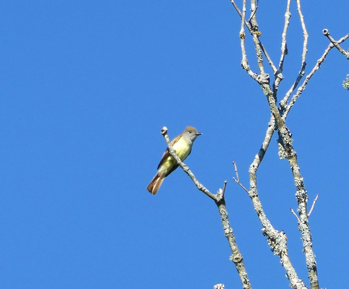 Great Crested Flycatcher - ML620340829
