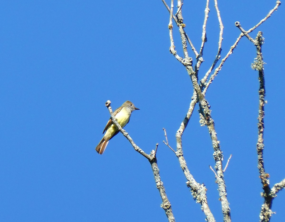 Great Crested Flycatcher - ML620340830