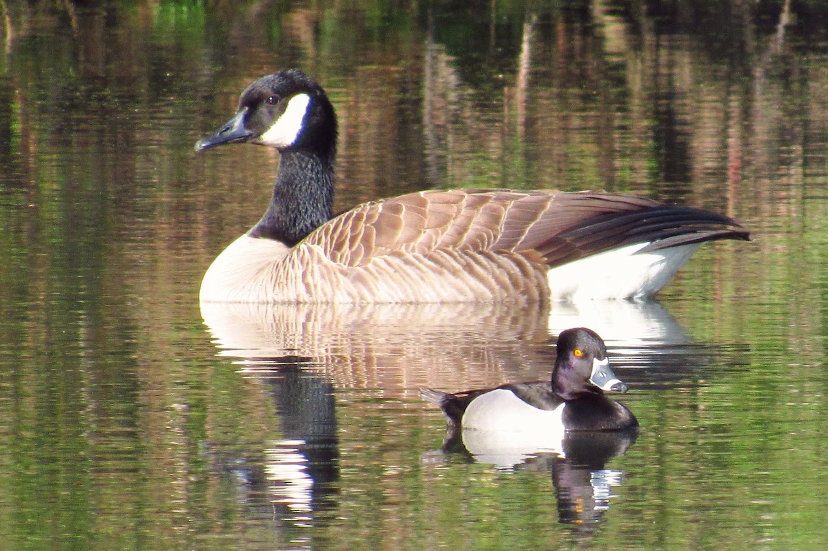 Ring-necked Duck - ML620340833