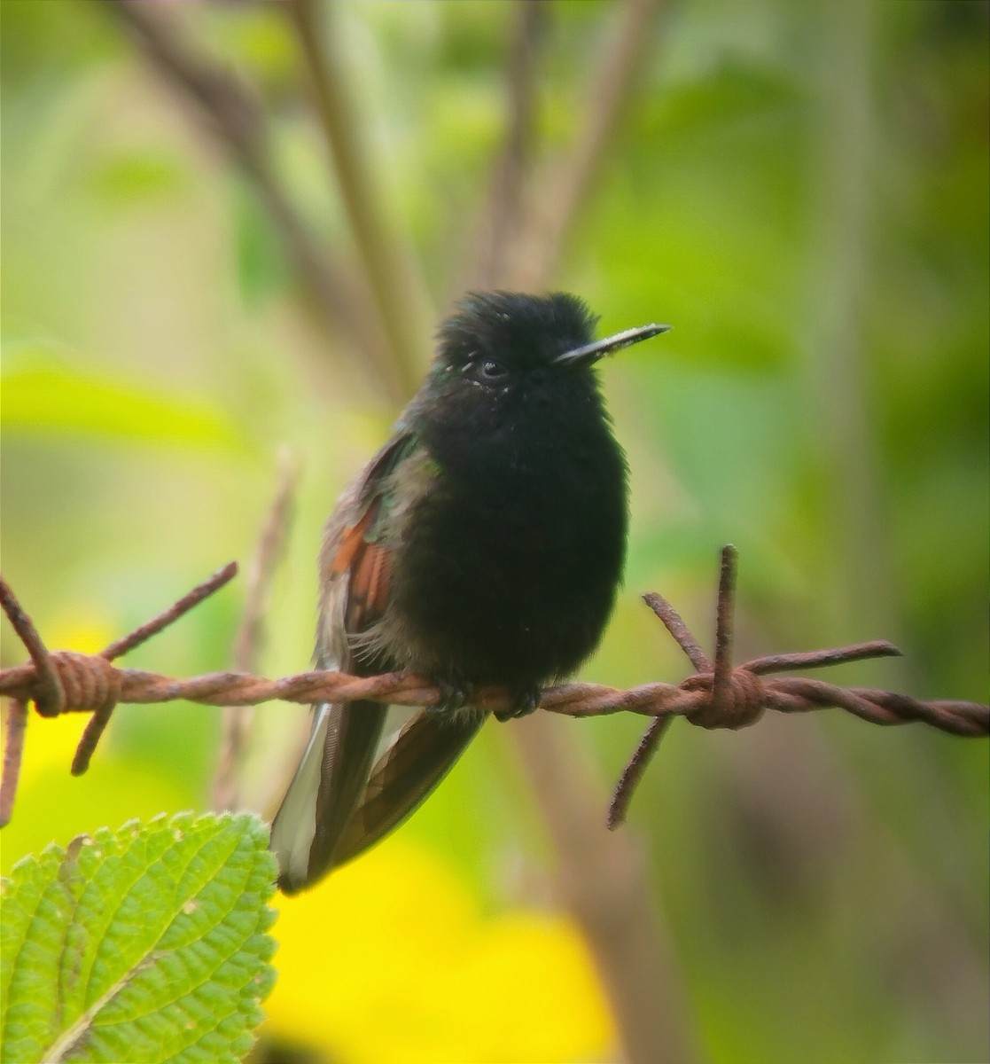 Black-bellied Hummingbird - ML620340835