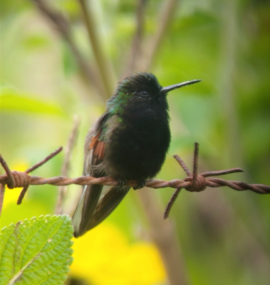 Black-bellied Hummingbird - ML620340836