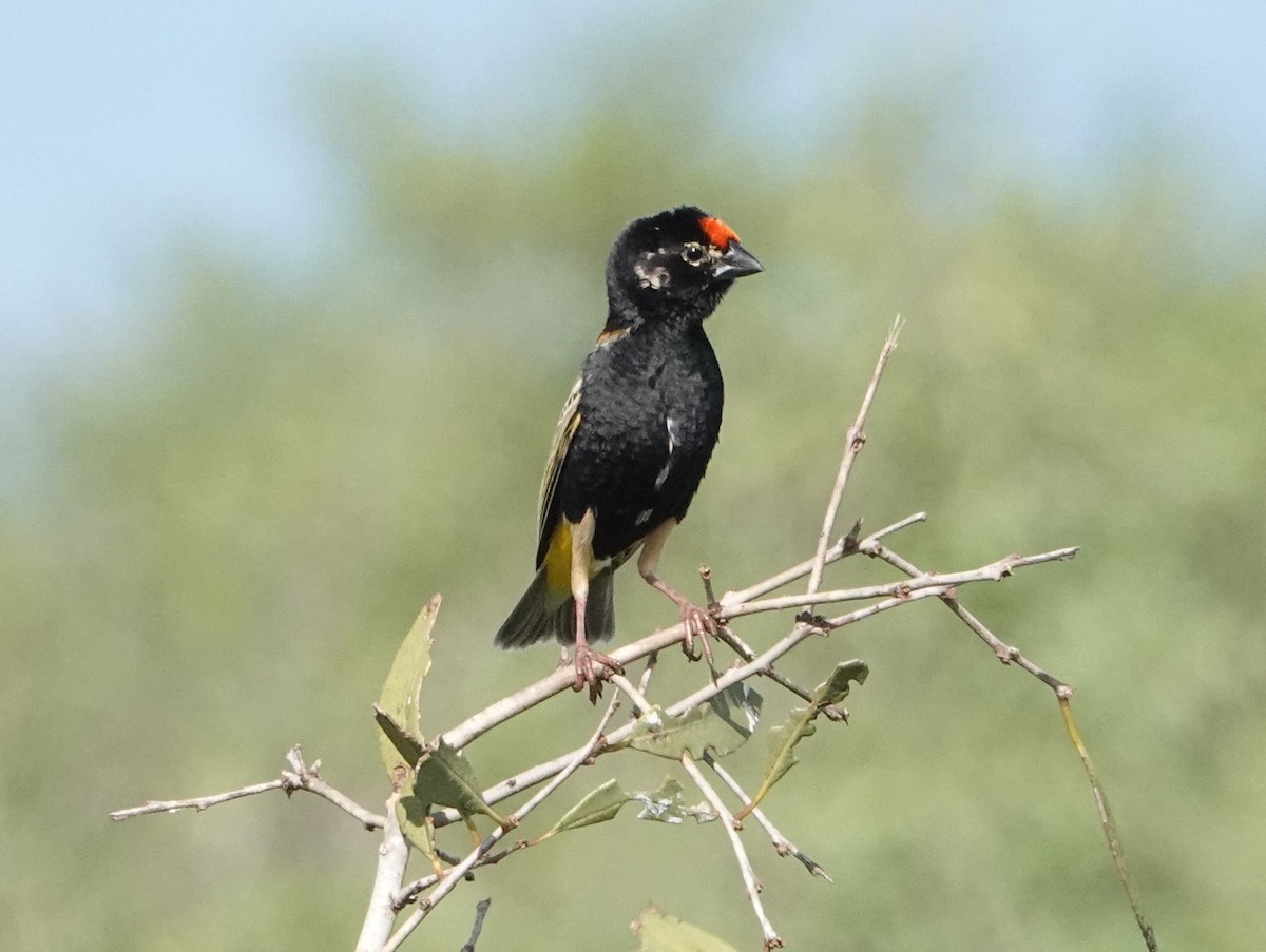 Fire-fronted Bishop - ML620340843