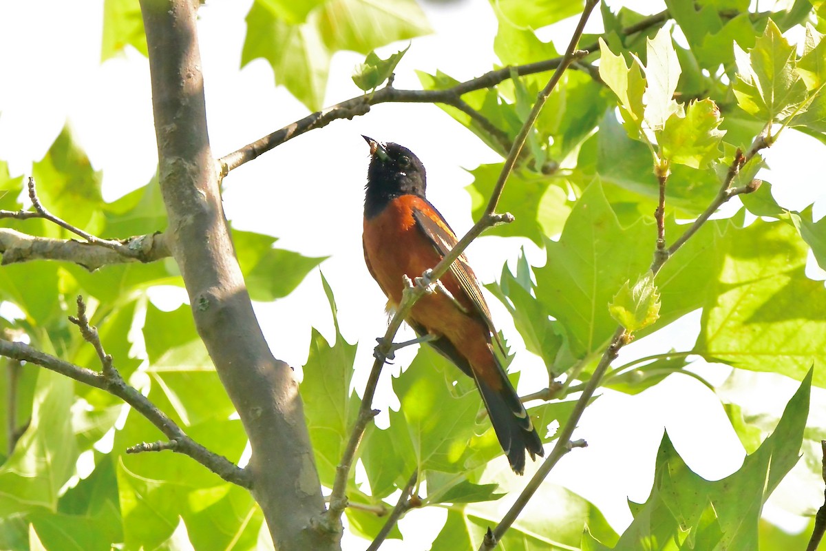 Orchard Oriole - ML620340844