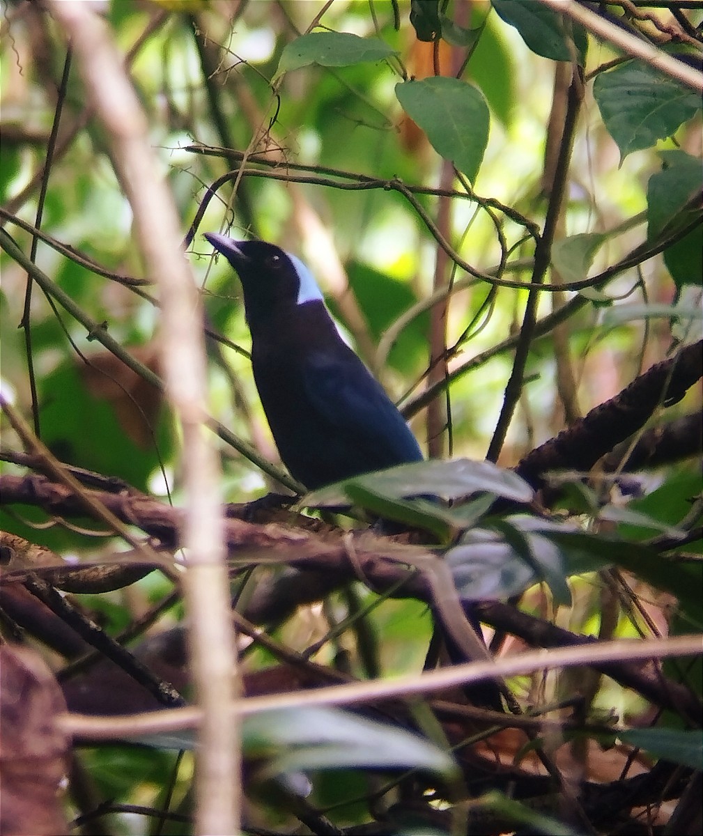 Azure-hooded Jay - ML620340850