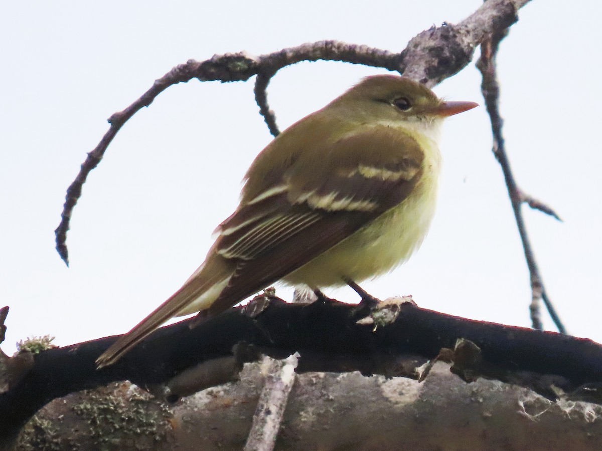 Alder Flycatcher - Alfred Scott