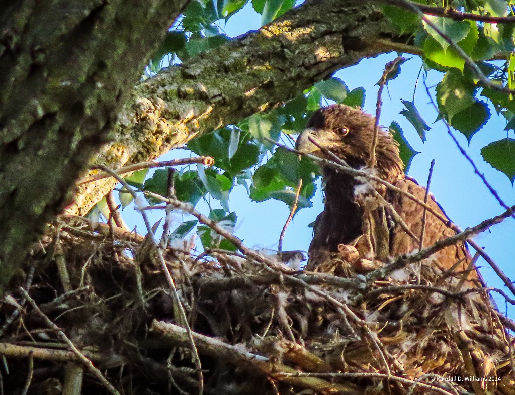 Bald Eagle - Randall Williams