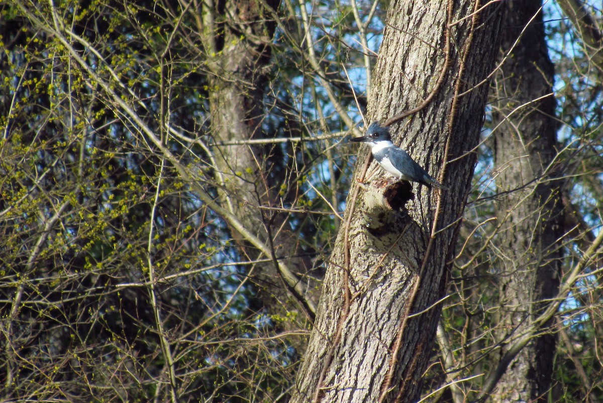 Belted Kingfisher - ML620340875