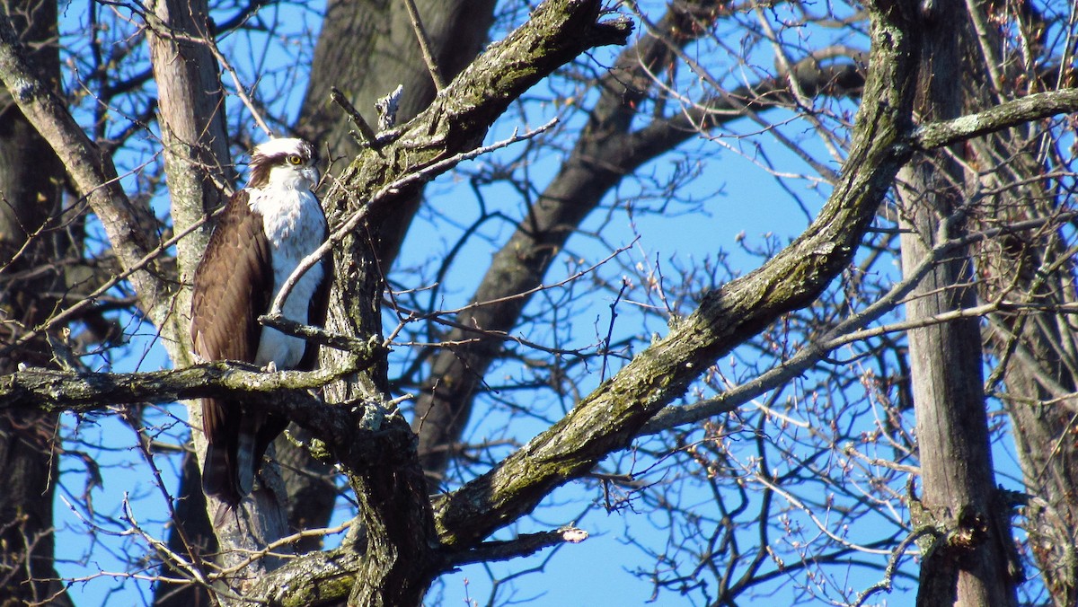 Osprey - ML620340880