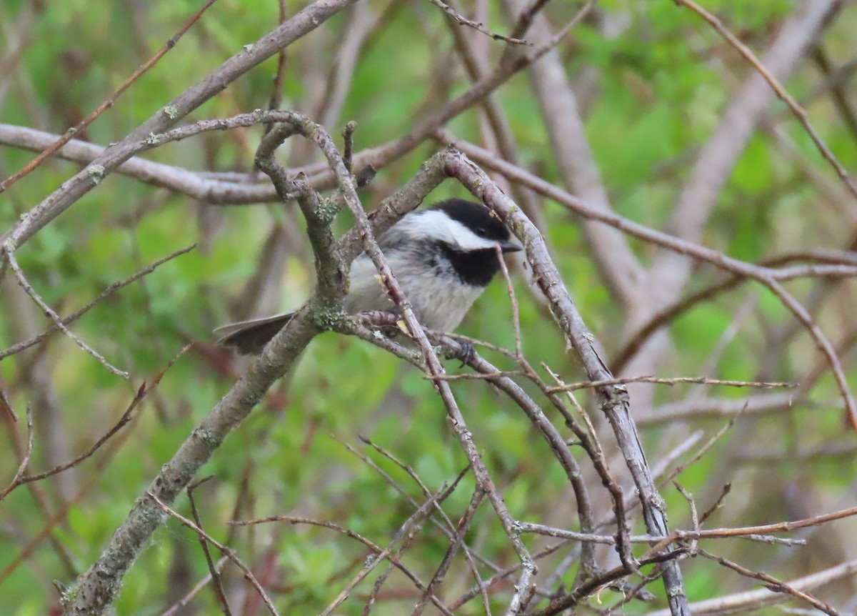 Black-capped Chickadee - ML620340888