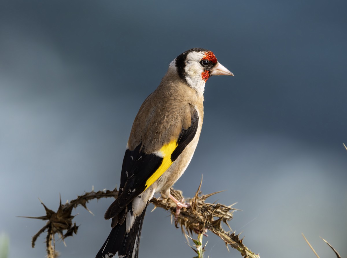 Chardonneret élégant - ML620340898