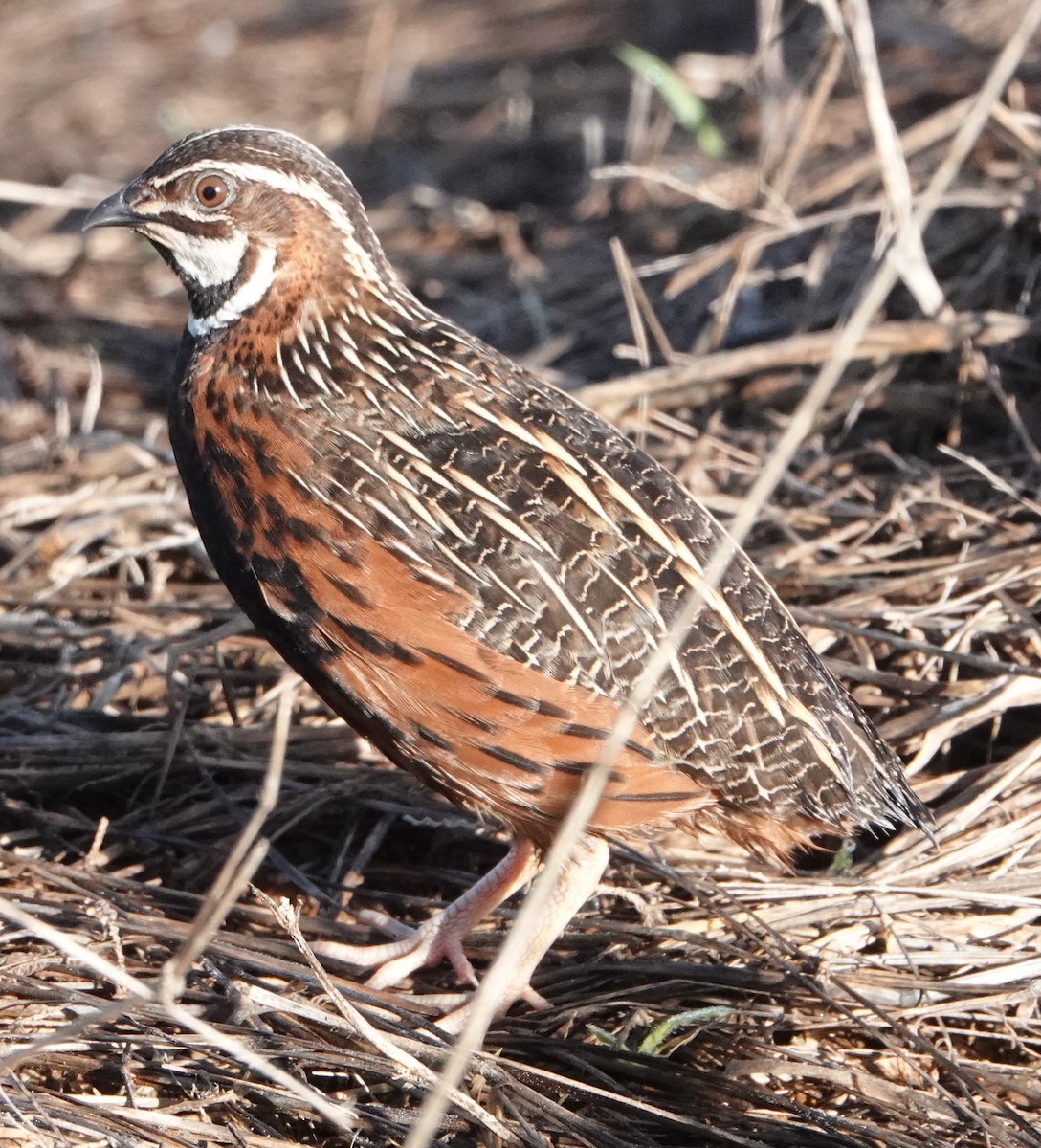 Harlequin Quail - Rich Wilkens