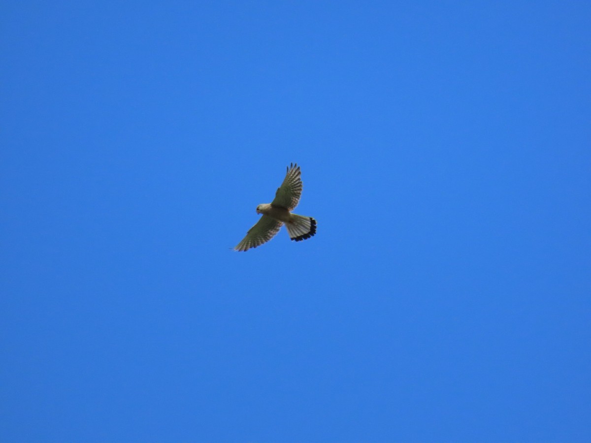 Eurasian Kestrel - Sampo Oksa