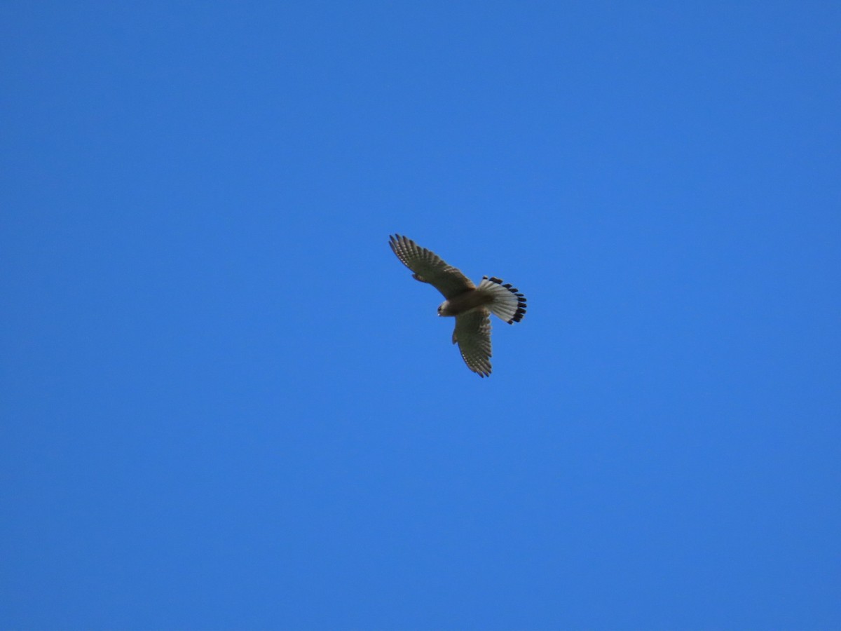 Eurasian Kestrel - ML620340910