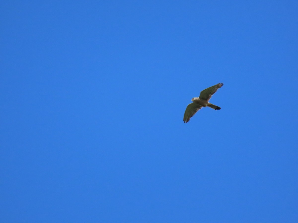 Eurasian Kestrel - ML620340911