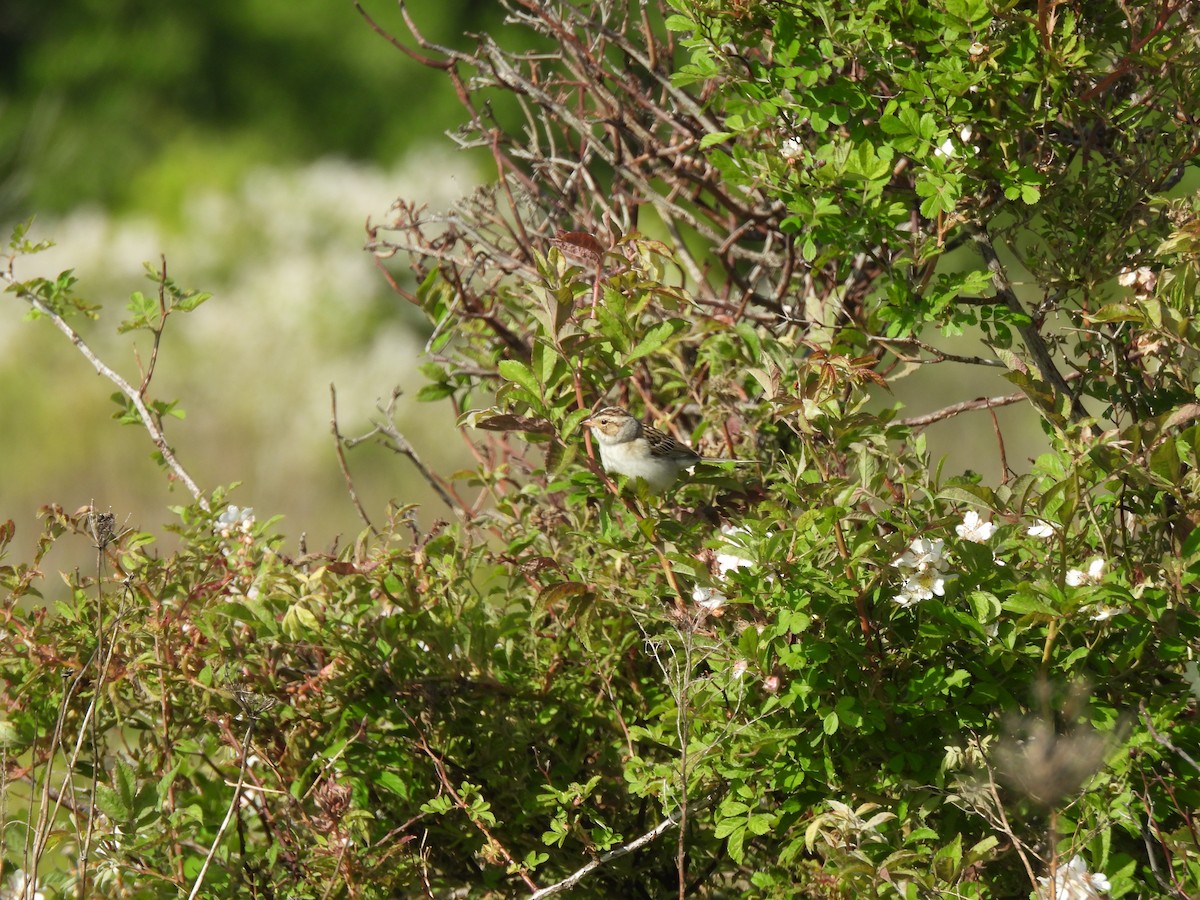 Clay-colored Sparrow - ML620340921