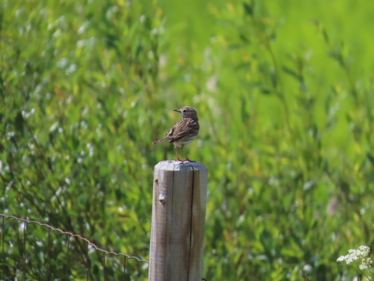 Meadow Pipit - ML620340927