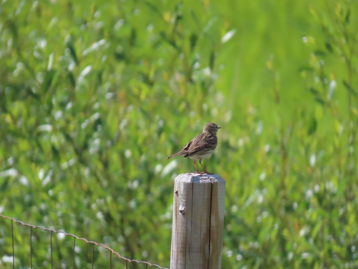 Meadow Pipit - ML620340928