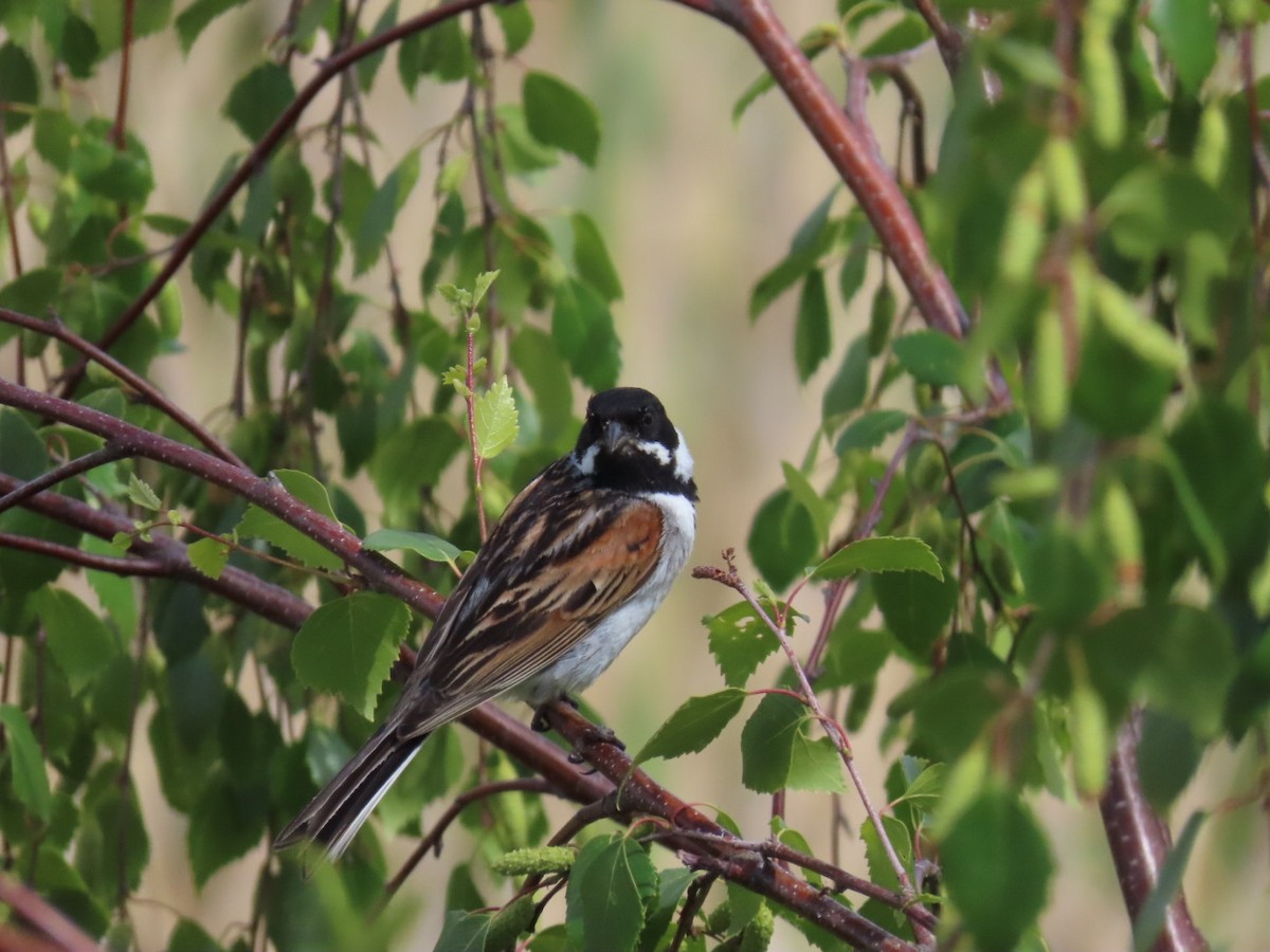 Reed Bunting - ML620340930