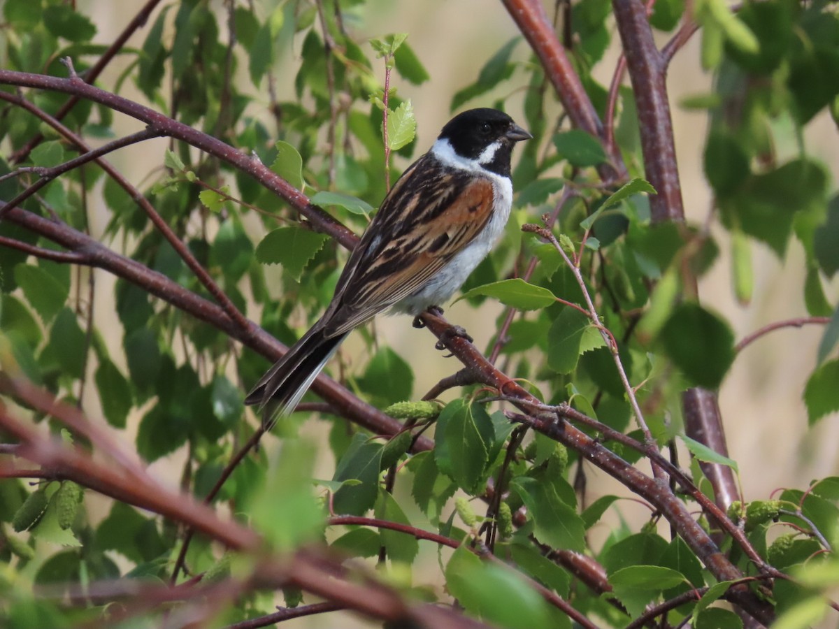 Reed Bunting - ML620340931