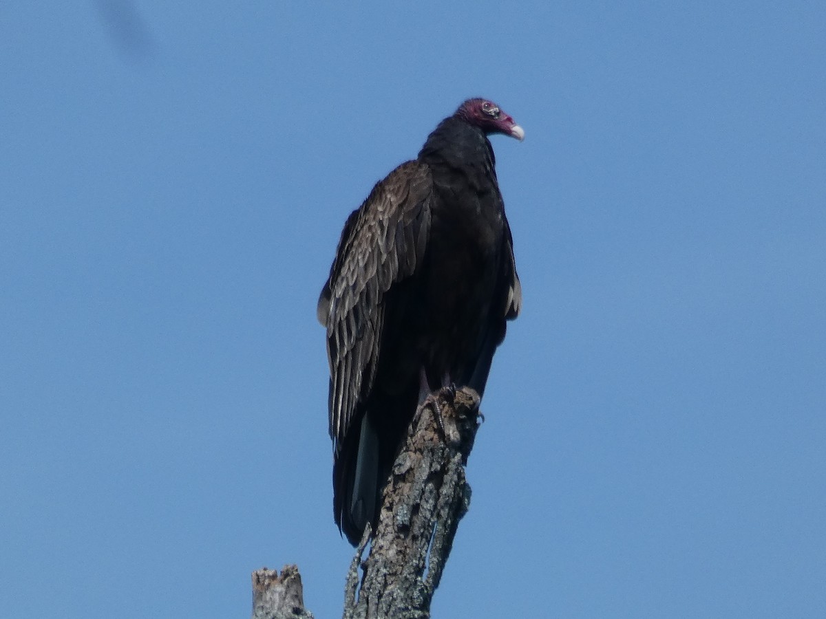 Turkey Vulture - ML620340941