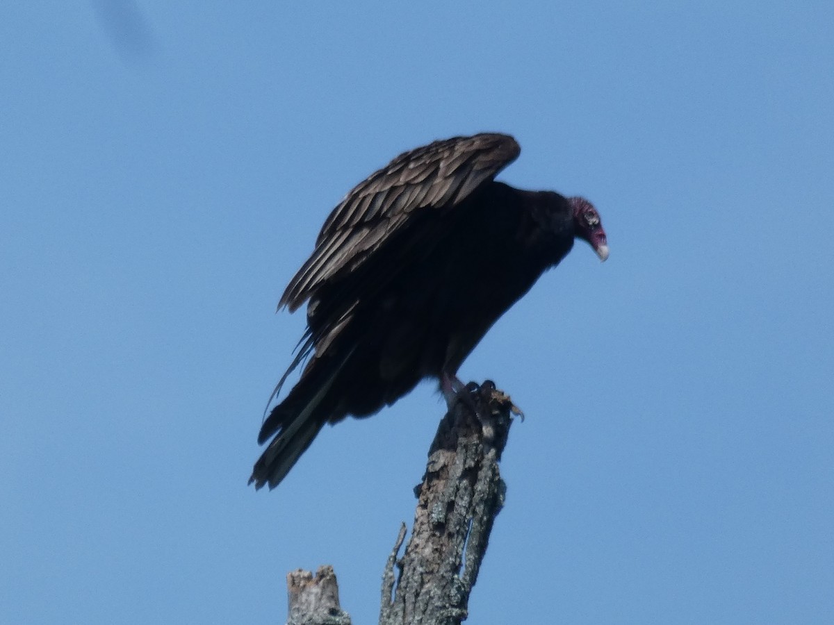 Urubu à tête rouge - ML620340942