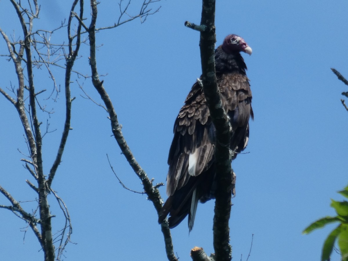 Turkey Vulture - ML620340943
