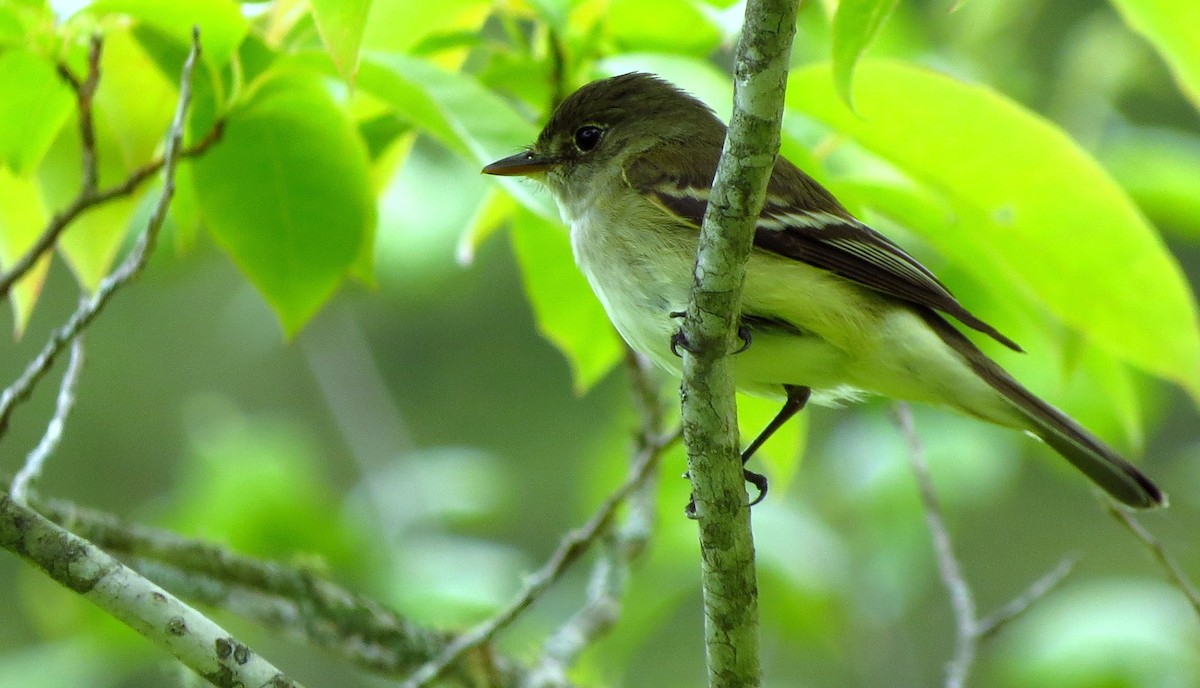 Alder Flycatcher - ML620340951