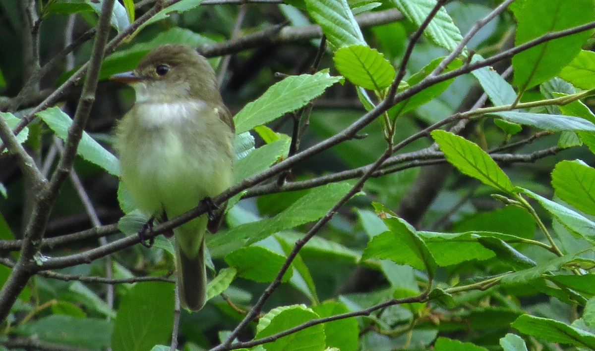 Alder Flycatcher - ML620340952